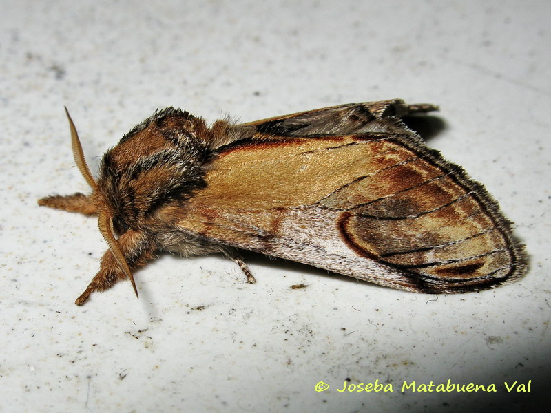 Notodonta ziczac - Notodontidae